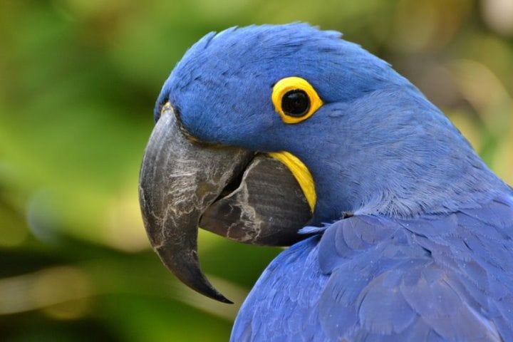 Hyacinth Macaw, Amazon