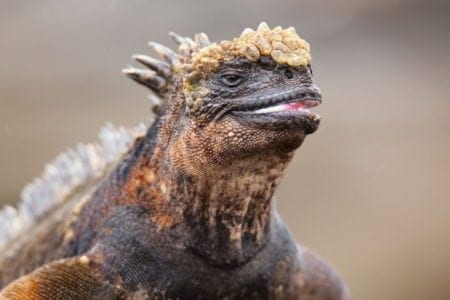 Marine Iguana, Santiago Island, Galapagos