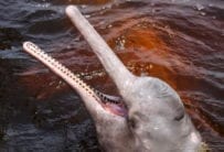 Amazon River Dolphin, Rio Negro, Brazil