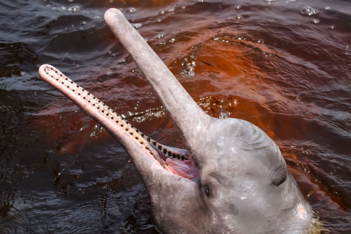 Myths And Legends Of The Amazon S Pink River Dolphin Myths And Legends Of The Amazon S Pink River Dolphin