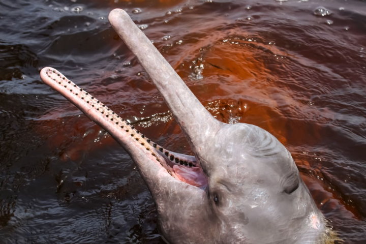 Myths And Legends Of The Amazon S Pink River Dolphin