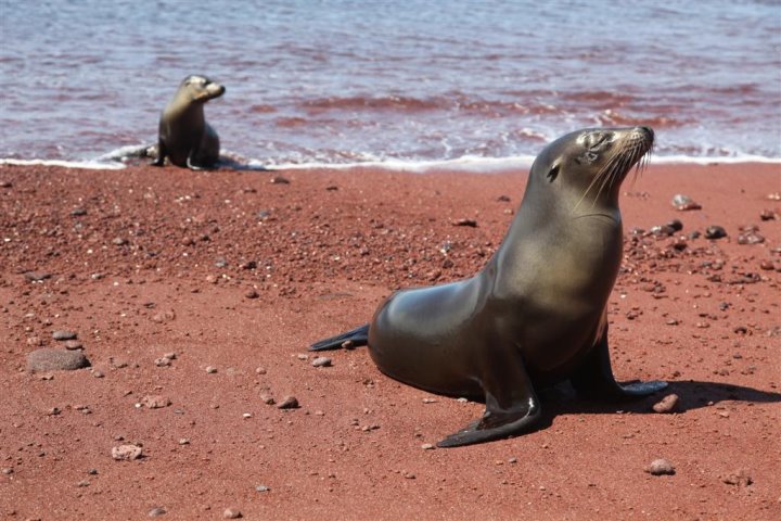 Galapagos Sea Lions, Rabida Island, Galapagos