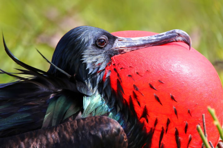 Male Great Frigatebird, Genovesa Island, Galapagos