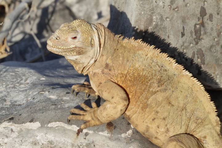 Santa Fe Land Iguana, Santa Fe Island, Galapagos