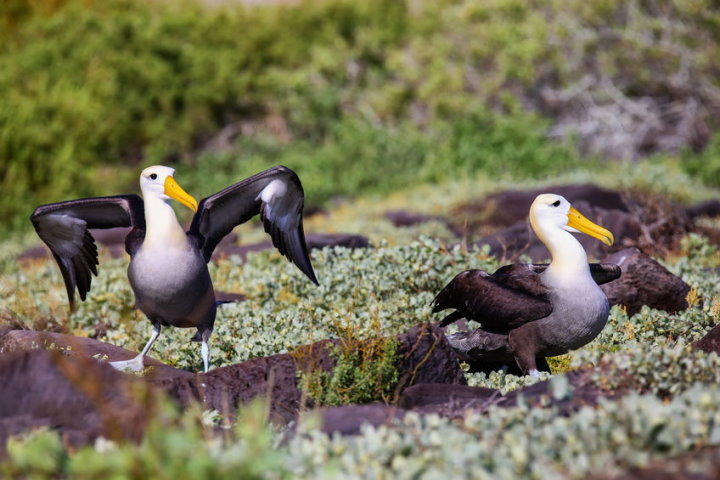 Waved Albatross Pair, Española Island, Galapagos