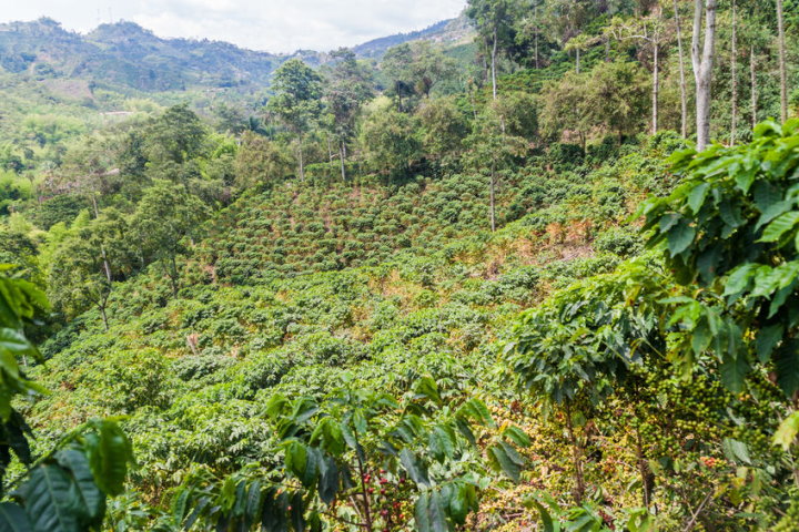 Coffee Plantation Near Manizales, Colombia