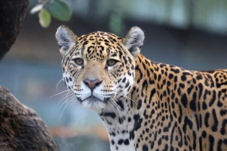 Cats of the Amazon Rainforest - Jaguar