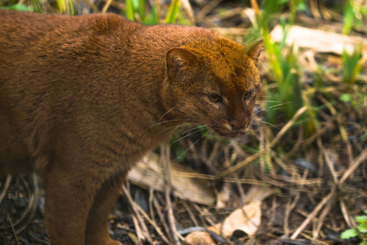 Gatos de la selva Amazónica - Jaguarundi