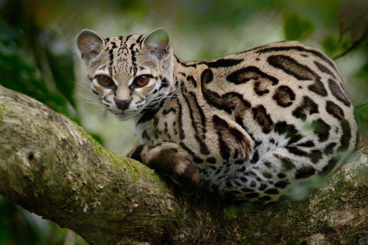 Amazon Rainforest Big Cats