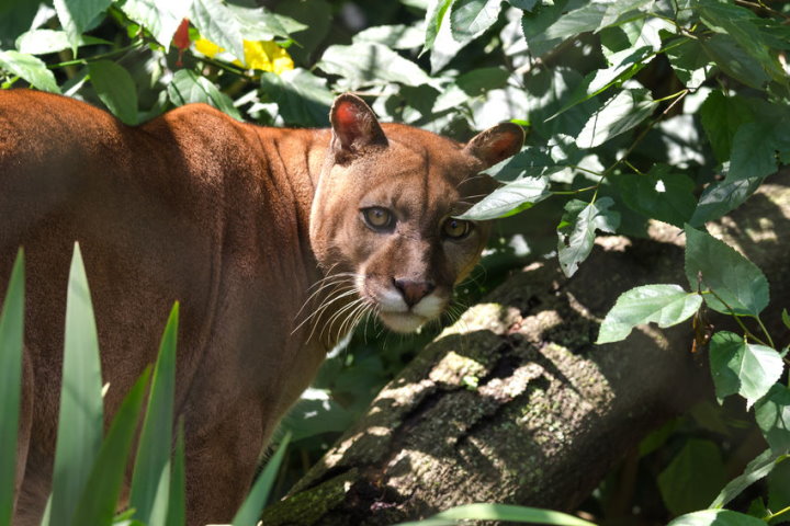 pumas in the amazon rainforest