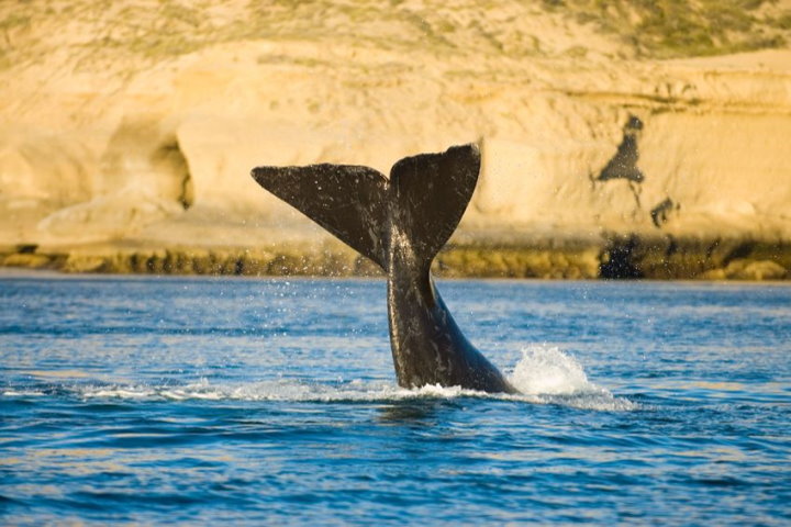 Right Whale, Peninsula Valdes, Argentina.