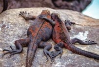 The Best Places to Visit in Ecuador - Marine Iguanas, Galapagos