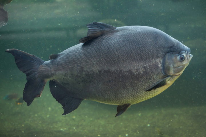 A gorgeous aquarium fish, whose ancestors lived in the  Rainforest of  South America, but this fi…