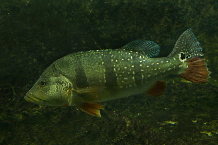 Fish of the Amazon - Peacock Bass