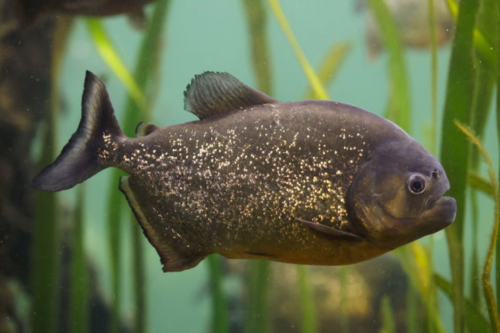 Fish of the Amazon - Red Piranha