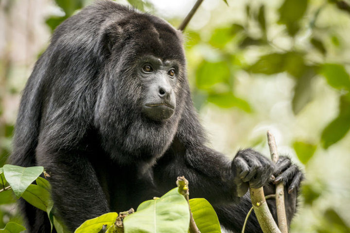 Pantanal Wildlife - Black Howler Monkey