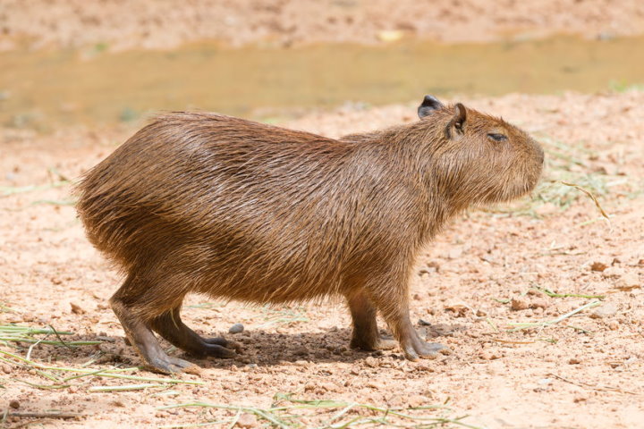 Pantanal Wildlife - Capybara