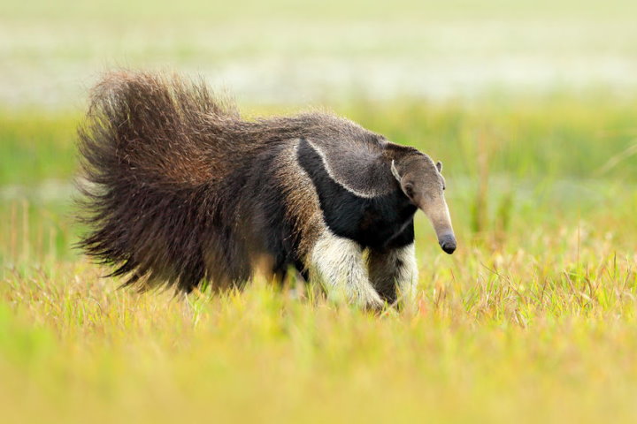 Pantanal Wildlife - Giant Anteater