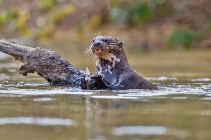 Pantanal Wildlife - Giant River Otter