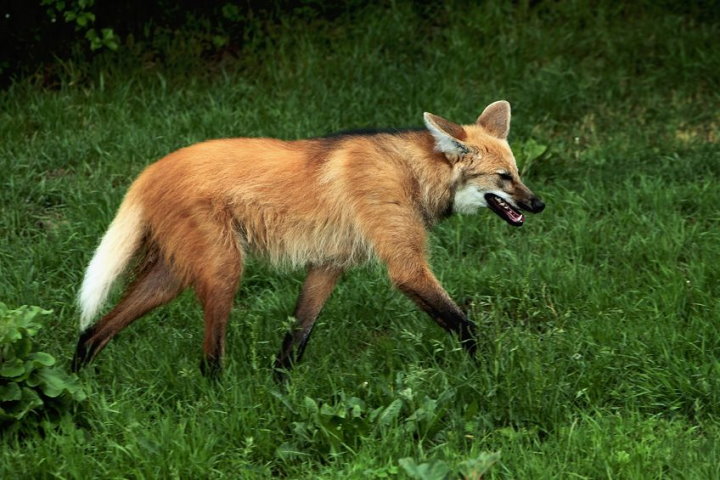 Pantanal Wildlife - Maned Wolf