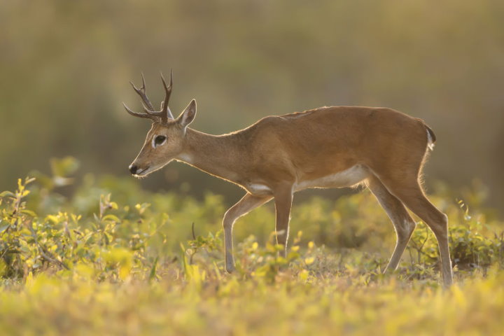 Pantanal Wildlife - Marsh Deer