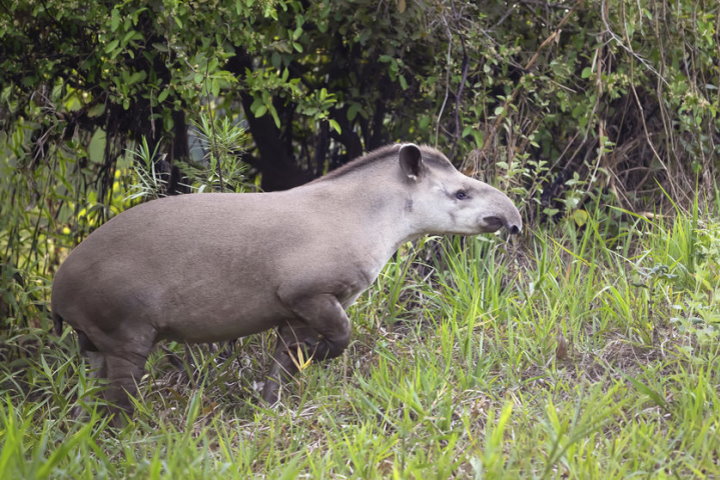 Pantanal Wildlife - Tapir