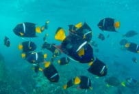 Best Galapagos Snorkeling Sites - The Devil's Crown
