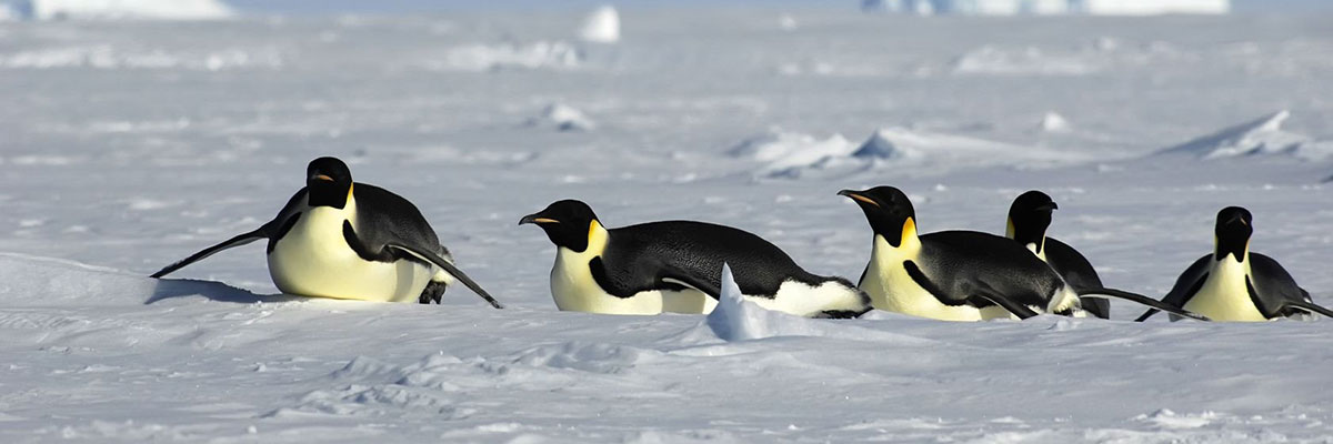 Antarctica Tours & Cruises - Emperor Penguins