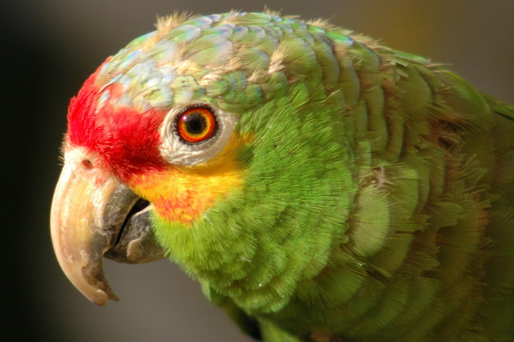 Red-Lored Amazon, Brazil