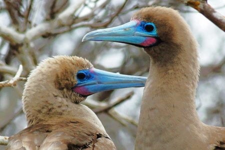 Red-Footed Boobies, Galapagos