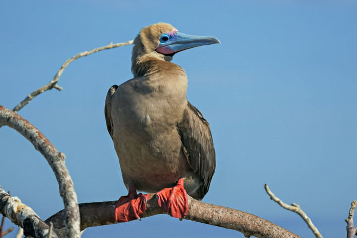 Red-Footed Booby, Genovesa Island, Galapagos