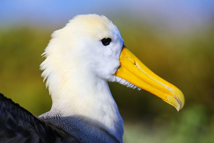 Waved Albatross, Espanola Island, Galapagos