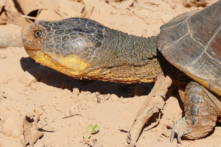 Big-Headed Swamp Turtle, Pantanal, Brazil