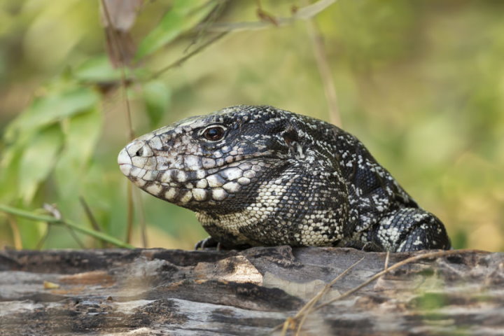 Black and White Tegu, Pantanal, Brazil