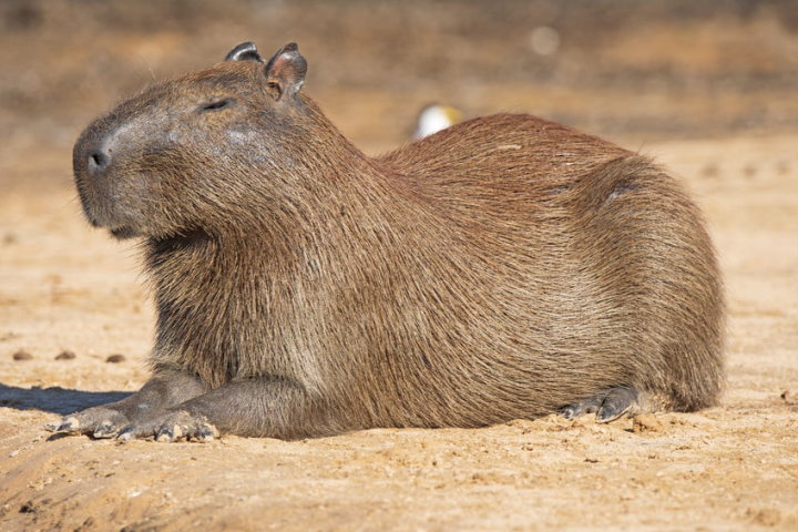 ProChessLeague on X: The Brazil Capybaras lead by a point after the first round. #ProChess / X