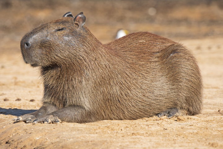 Peru Capybara 