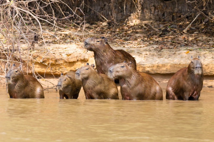 Capybaras, Pantanal, Brazil