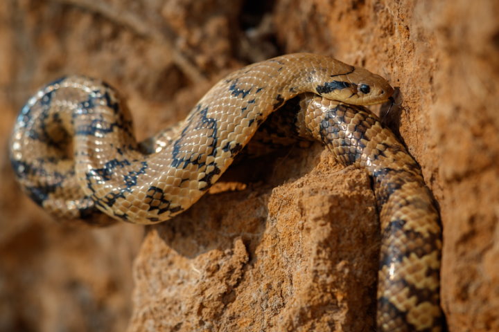 False Water Cobra, Pantanal, Brazil