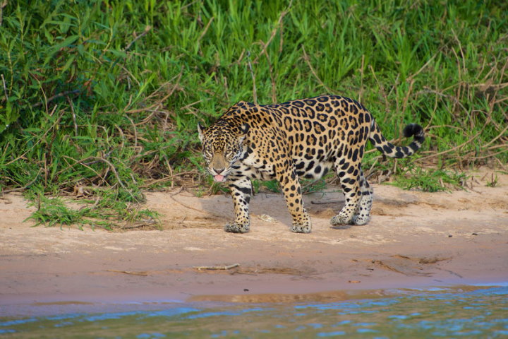 Jaguar, Pantanal, Brazil