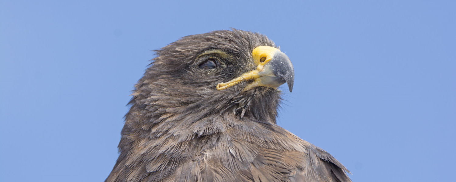 Iconic Galapagos Species - Galapagos Hawk