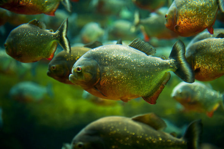 Strange Foods - Piranha, Amazon River