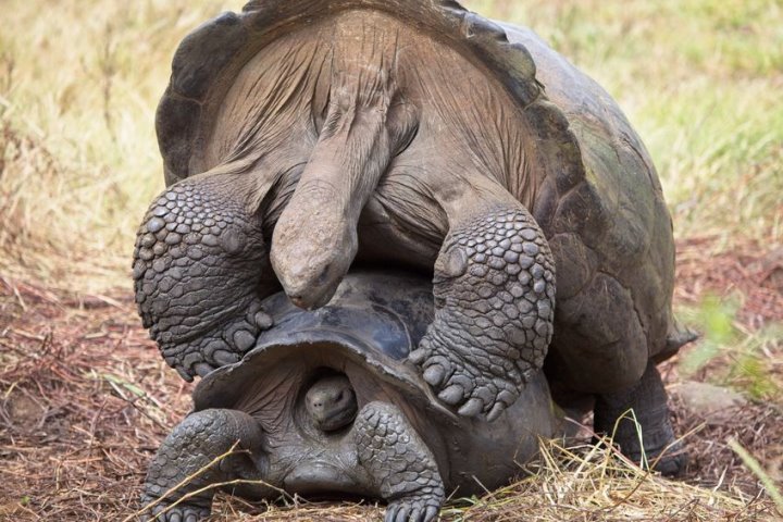 Galapagos Giant Tortoises Mating