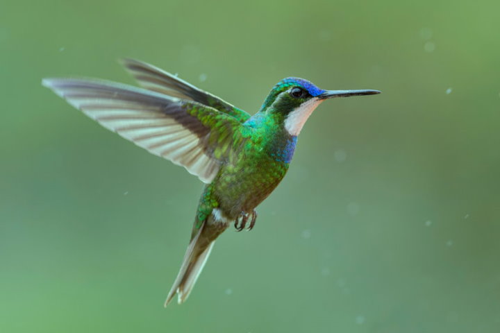 Hummingbird, Costa Rica