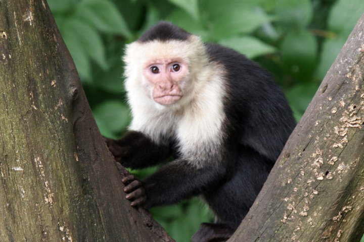 White-Faced Capuchin Monkey, Costa Rica