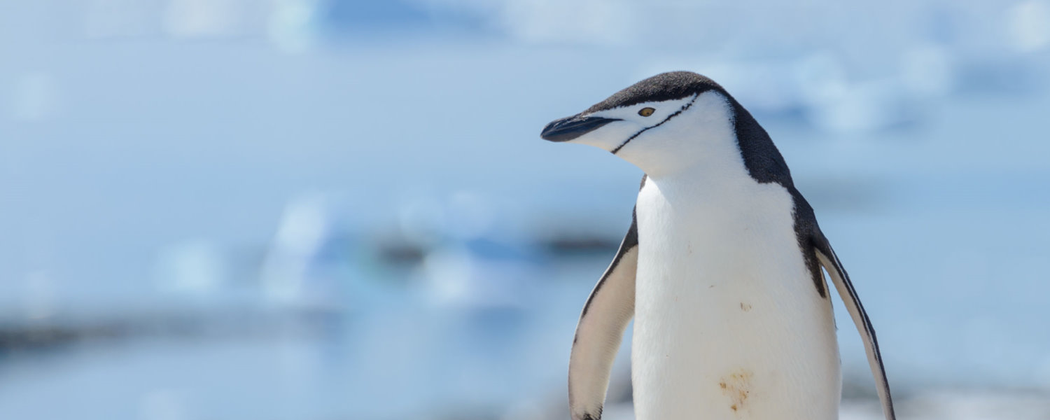 Antarctica Wildlife: Chinstrap Penguin