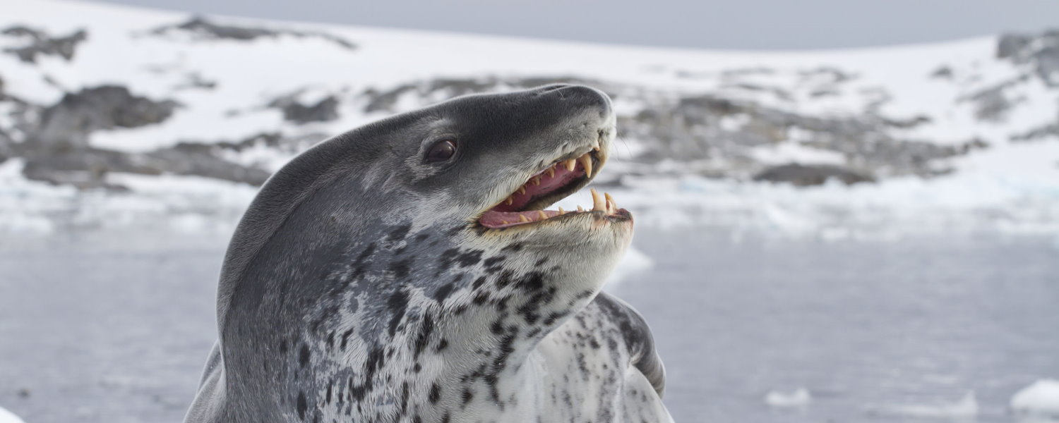 Antarctica Wildlife: Leopard Seal