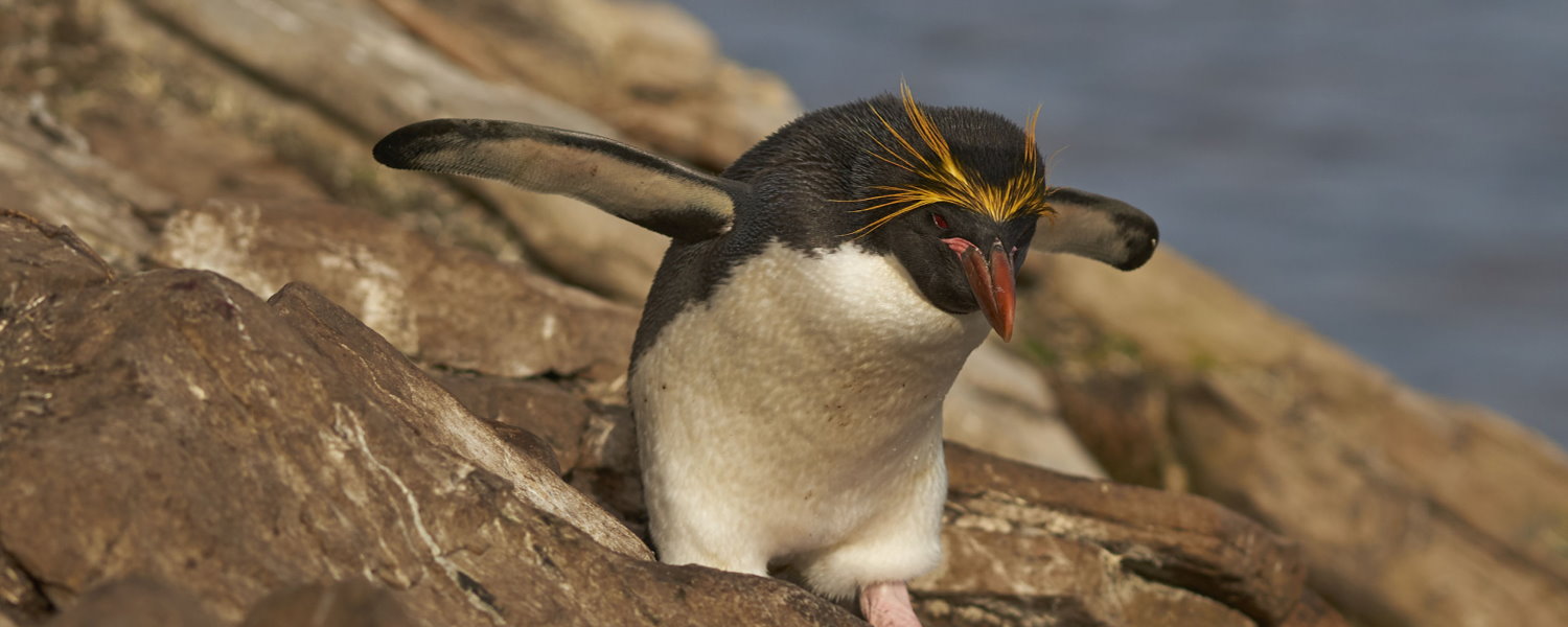 Antarctica Wildlife: Macaroni Penguin