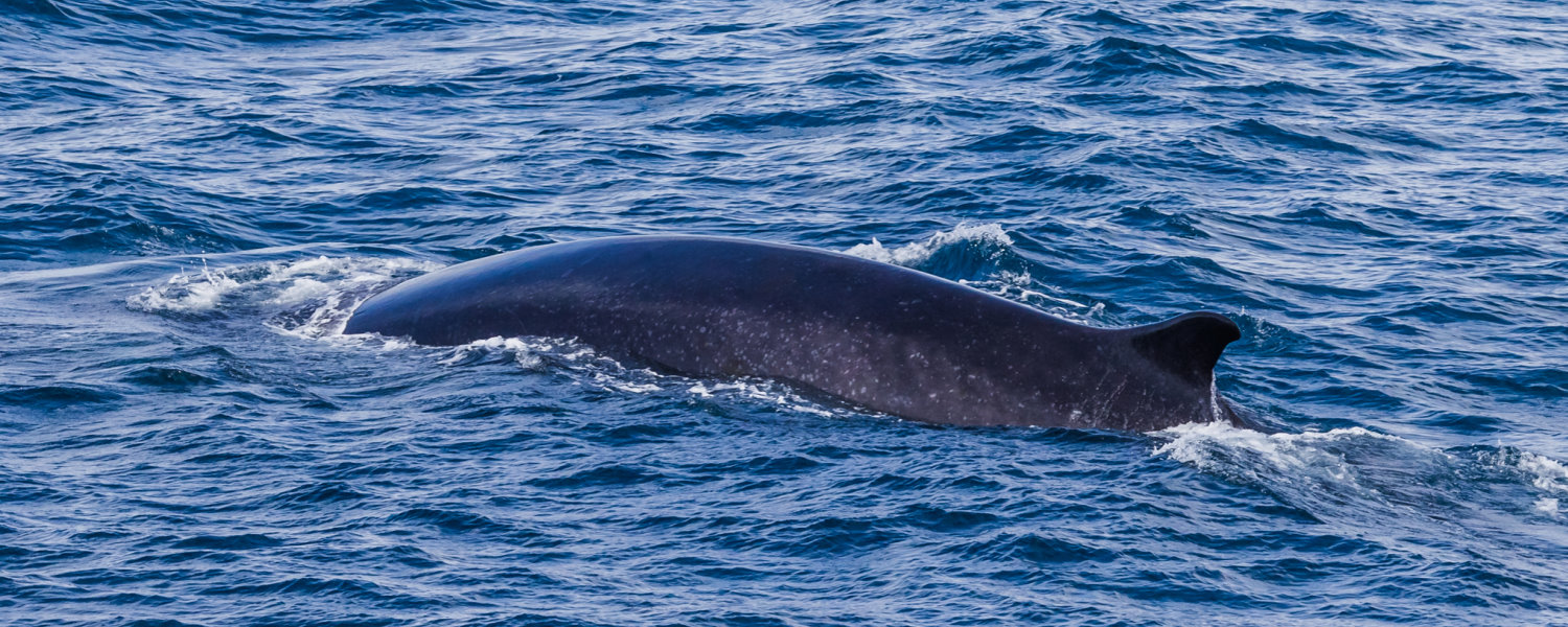 Antarctica Wildlife: Sei Whale