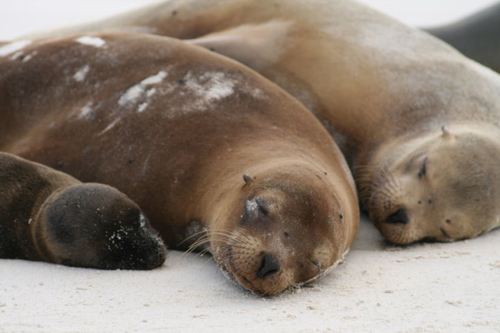 Galapagos Sea Lions, Galapagos, Ecuador