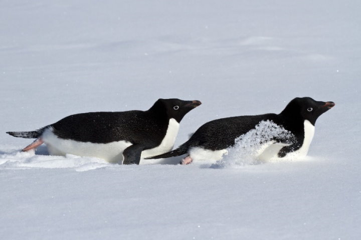 Adelie penguins, Antarctica